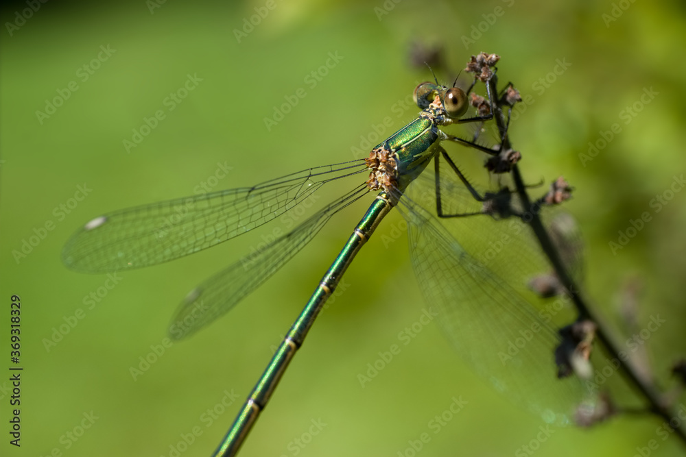 r Chalcolestes viridis dragonfly perched on a branch. Dragonfly in nature habitat, green blurred background r Chalcolestes viridis dragonfly perched on a branch. Dragonfly in nature habitat, green blurred background