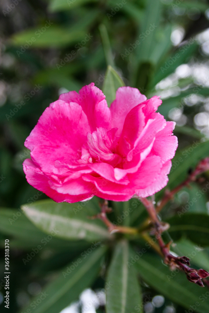 pink flower in garden