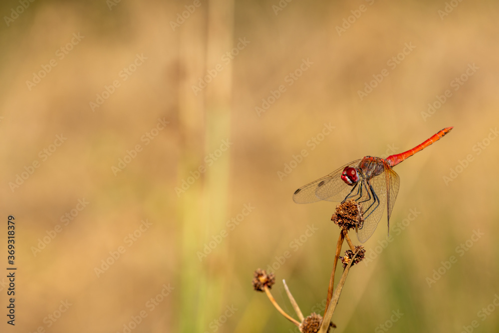 Close-up view of a red dragonfly perched on a reed Close-up view of a red dragonfly perched on a reed