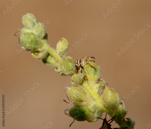 Detail of a white stink bug on the buds of a plant photo