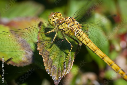 Beautiful Orthetrum cancellatum or Black-tailed skimmer dragonfly perched on a green curled leaf. Blurred green background 