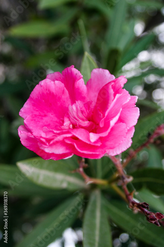 pink flower in garden