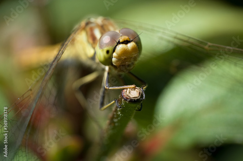 Orthetrum cancellatum or Black-tailed skimmer dragonfly perched on top of a green thin branch. Focus on the facet eyes and the branch. Blurred green background © Henk Vrieselaar