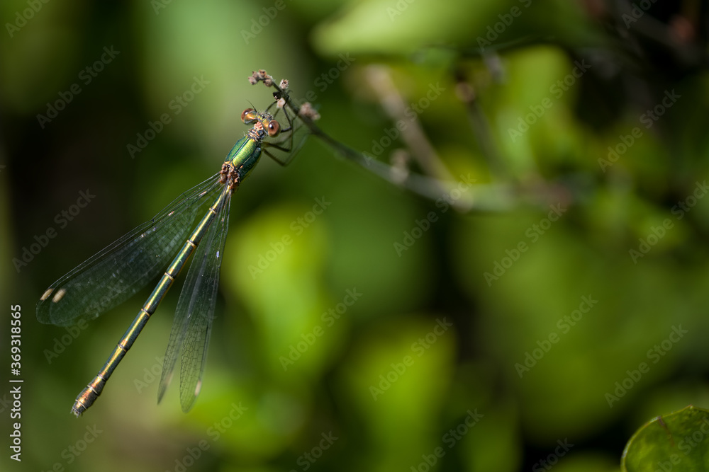 r Chalcolestes viridis dragonfly perched on a branch. Dragonfly in nature habitat, green blurred background