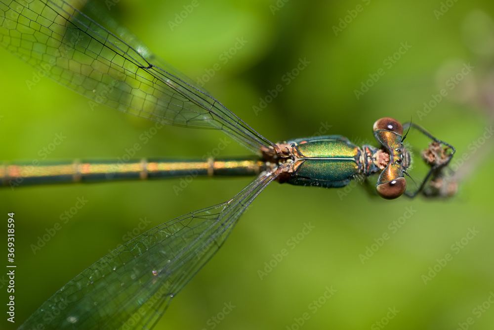 Beautiful nature scene macro picture of a dragonfly or Chalcolestes viridis perched on a branch and seen from above. Dragonfly in nature habitat Beautiful nature scene macro picture of a dragonfly or Chalcolestes viridis perched on a branch and seen from above. Dragonfly in nature habitat