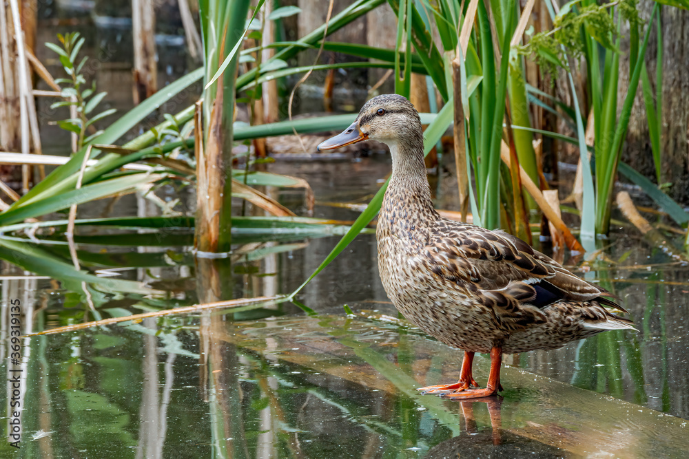 Mallard (Anas platyrhynchos) in pond, Moscow, Russia Mallard (Anas platyrhynchos) in pond, Moscow, Russia