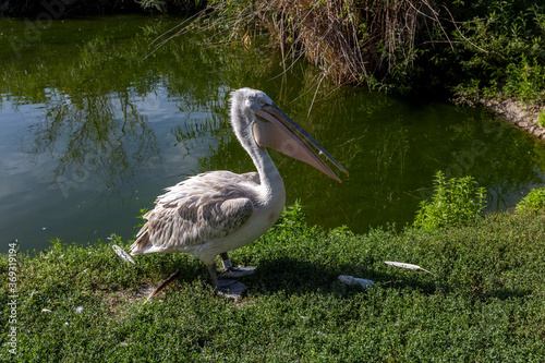 Pelican at the Lake Tisza Ecocentre in Poroszlo photo