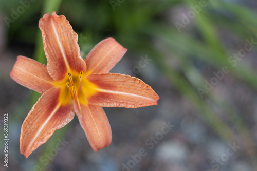 orange lily flower