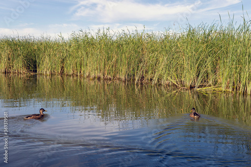 Lake Tisza at Poroszlo photo