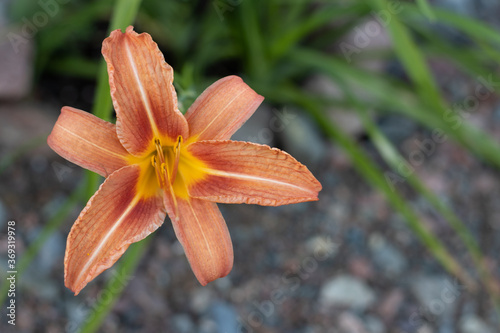 orange lily in the garden
