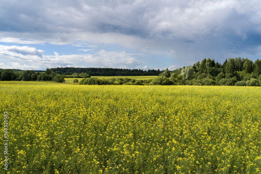 A field with a blooming, yellow surepka, a green forest and a beautiful blue sky with blue clouds. Power lines in the distance. A Sunny summer evening. Landscape.