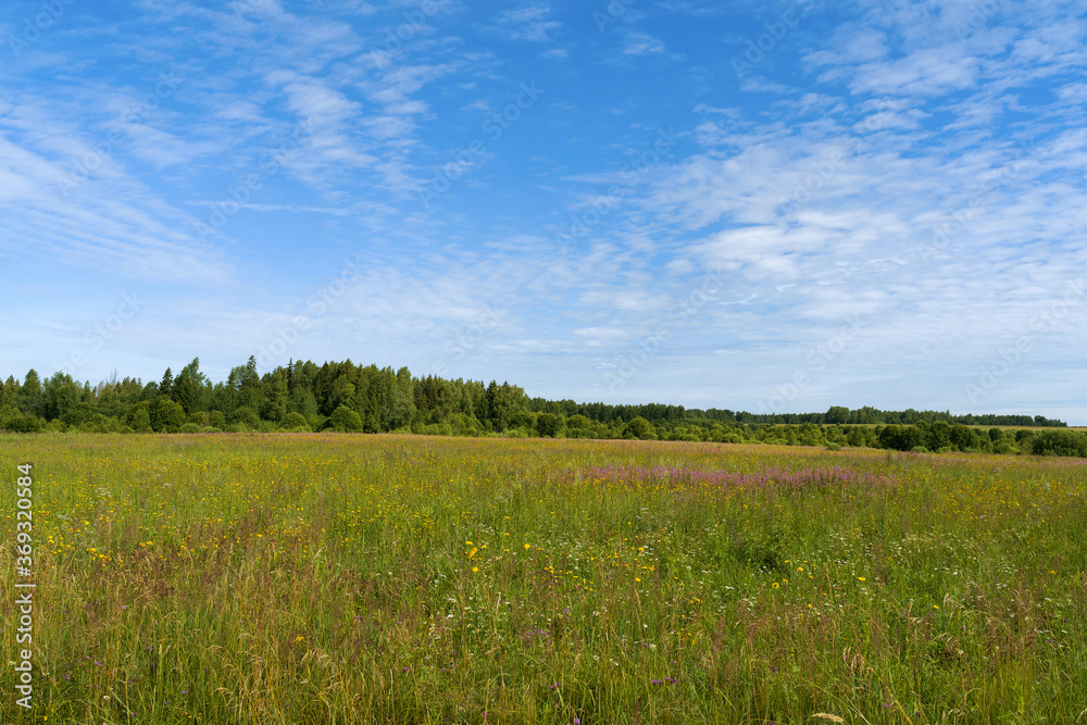 Green, blooming meadow, green forest and beautiful blue sky with white clouds. On a Sunny summer morning. Landscape.
