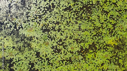 Wallpaper Mural Top view of marsh with green vegetation and water surface in summer.  Torontodigital.ca