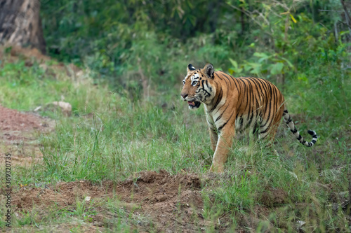Tiger in the Wild. The legendary tigress in india named Maya from Tadoba Andhari Tiger Reserve patrolling her territory in the forest.