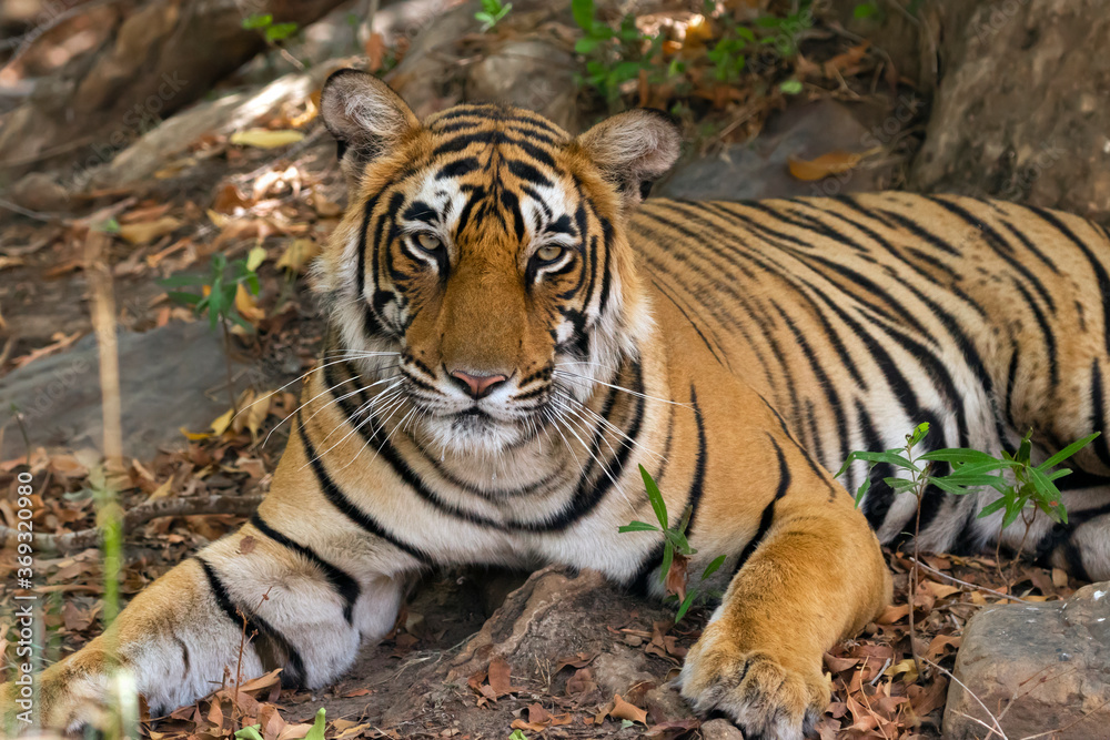 Fototapeta premium Tiger in the wild. Image captured from the forest of Ranthambore in India.