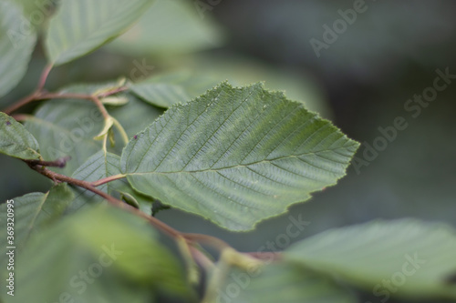 close up of green leaves