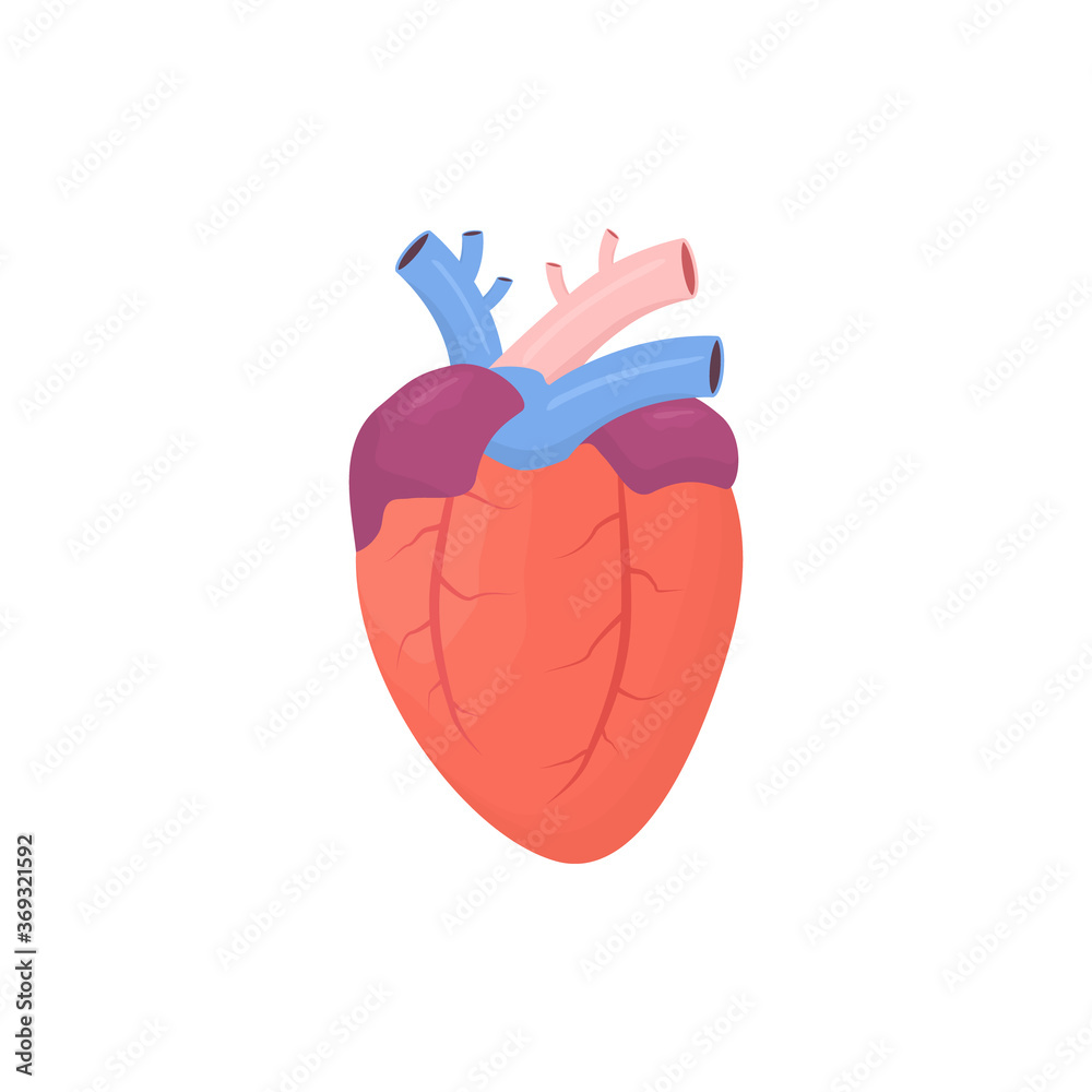 Heart icon. Human color heart shape in flat style vector illustration isolated on white background. Human internal organ. Heart icon. Human color heart shape in flat style vector illustration isolated on white background. Human internal organ.