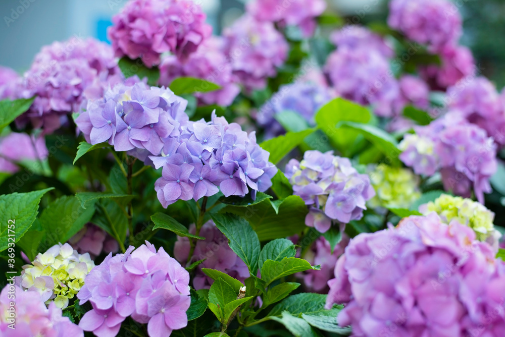 Beautiful purple and pink summer hydrangea flowers on a background of green leaves. They grow in the city near the house and delight every passerby