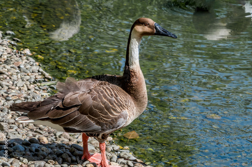 Swan Goose  Anser cygnoides  in pond in park