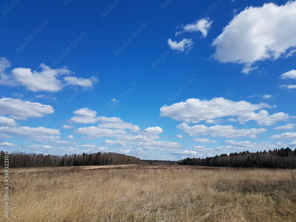 Field of dry grass with dark forest on horizon and blue sky with white clouds in spring time