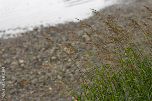 grass on the beach