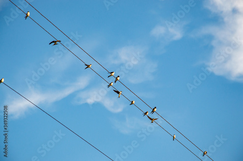 Swallows sitting on wires, birds against the blue sky