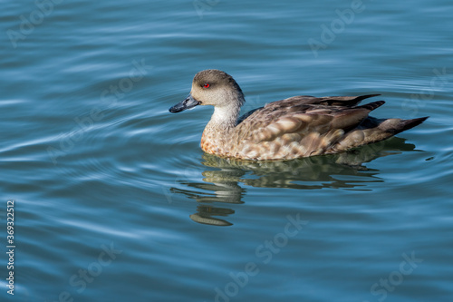 Crested Duck (Lophonetta specularioides) in Ushuaia area, Land of Fire (Tierra del Fuego), Argentina