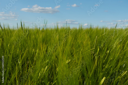 Bright barley field  Hordeum vulgare   blue sky with white clouds. Swabian Alb.