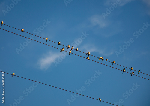 Swallows sitting on wires, birds against the blue sky