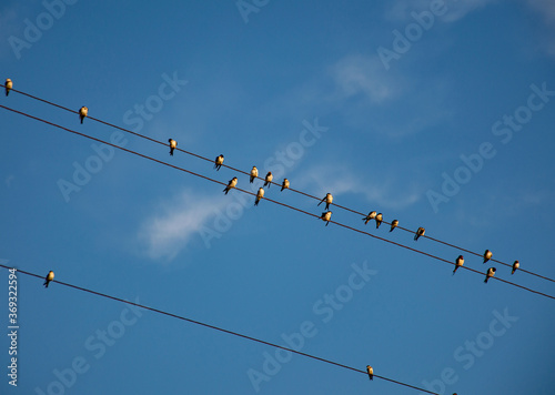 Photography Swallows sitting on wires, birds against the blue sky