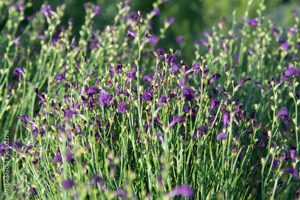 Summer background of small purple wildflowers at golden hour.
