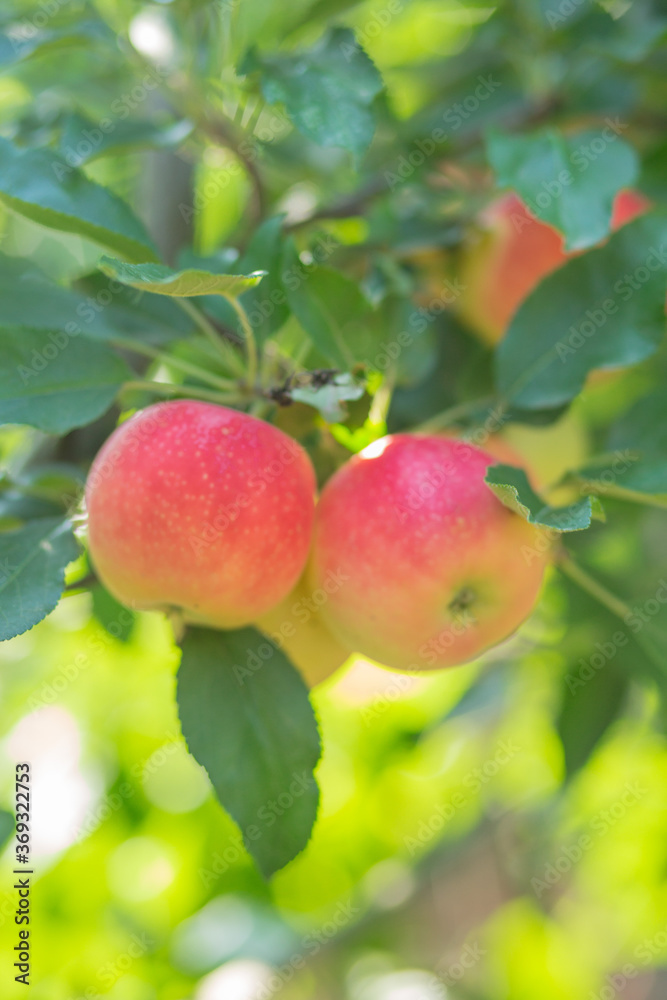 Obraz premium Colorful outdoor shot containing a bunch of red apples on a branch ready to be harvested