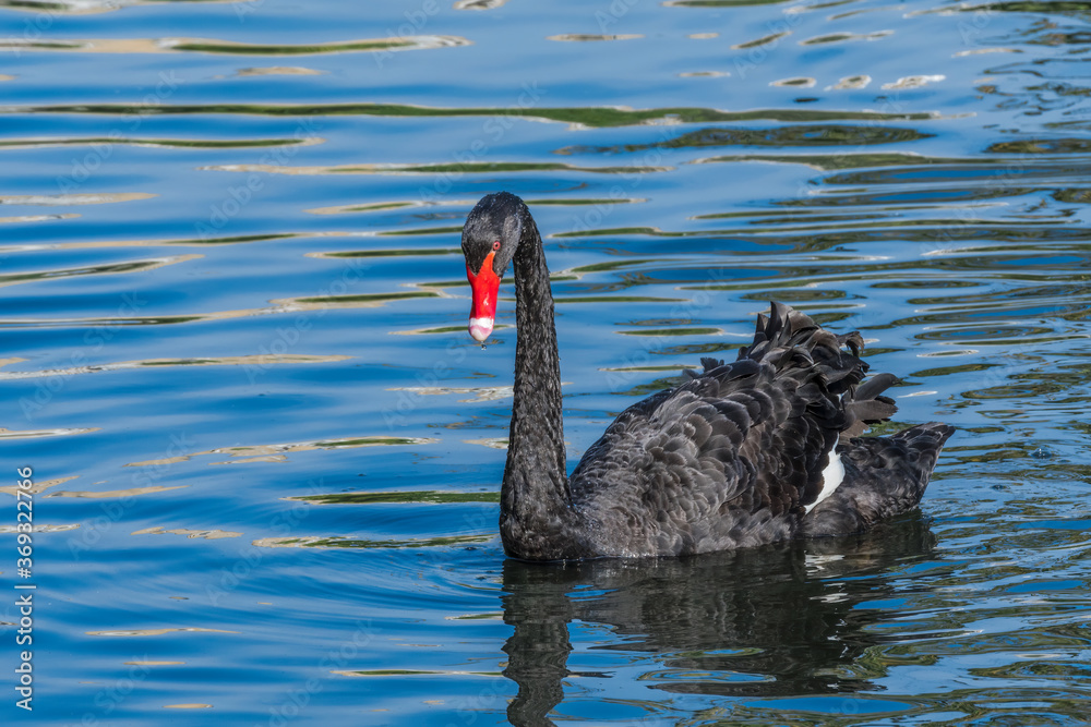 Obraz premium Black Swan (Cygnus atratus) in park