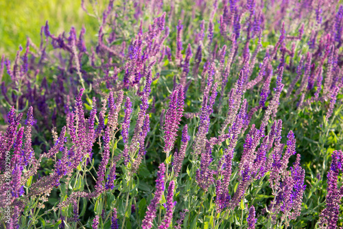 Summer background of purple flowers in the field.