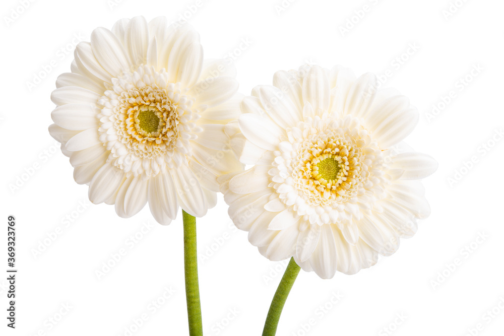 Naklejka premium white gerbera isolated