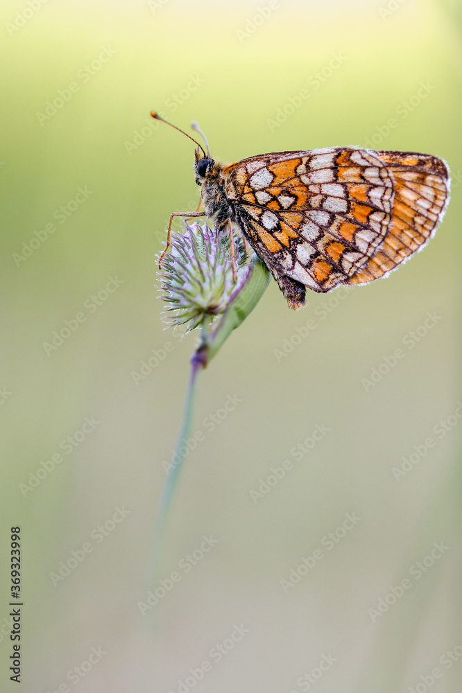 Obraz premium Heath Fritillary