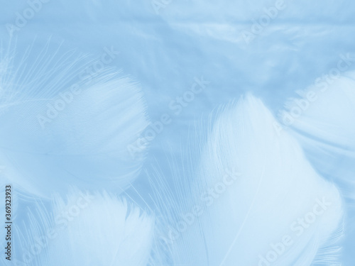 Beautiful abstract colorful white and blue feathers on white background and soft white feather texture on blue pattern and blue background  feather background  blue banners