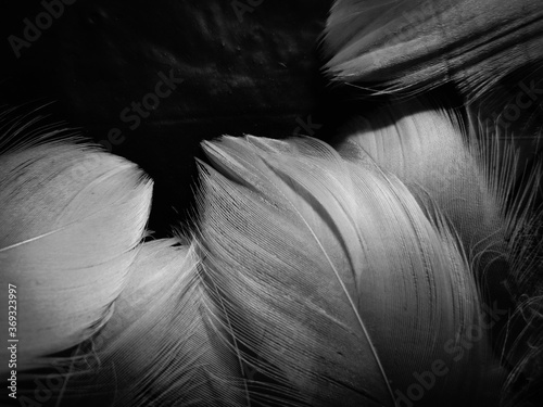Beautiful abstract black feathers on black background and soft white feather texture on white pattern and dark background  gray feather background  black banners