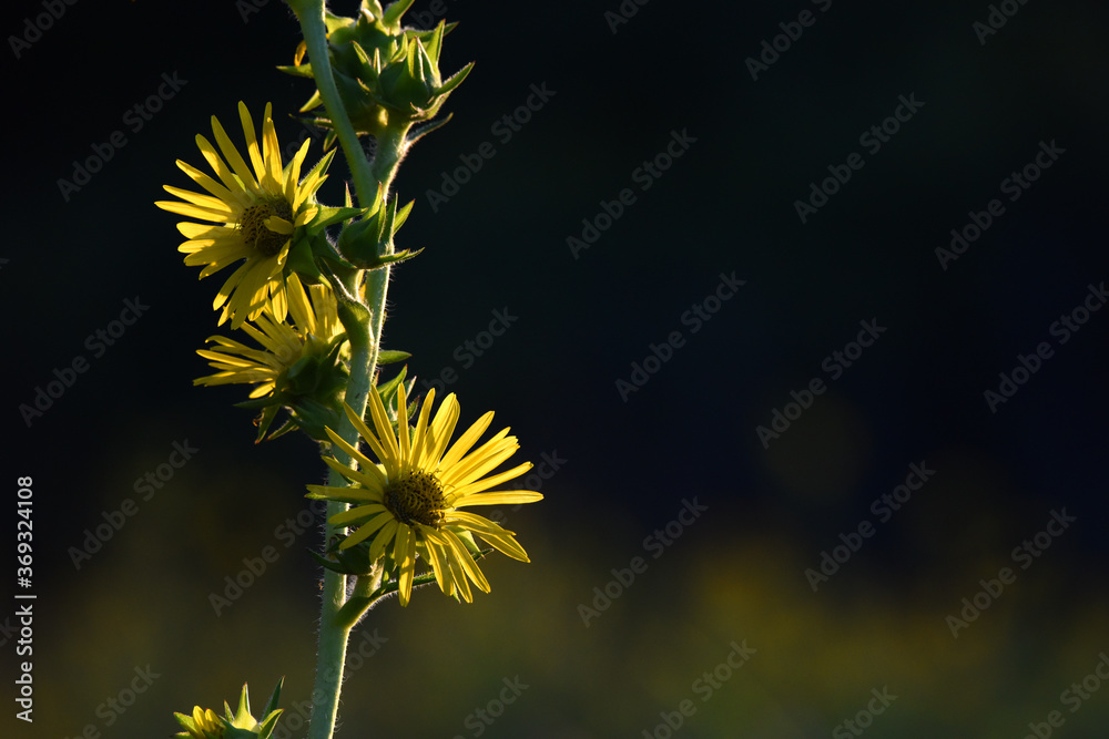 Close-up of a Backlit Sunflower in Early August Close-up of a Backlit Sunflower in Early August