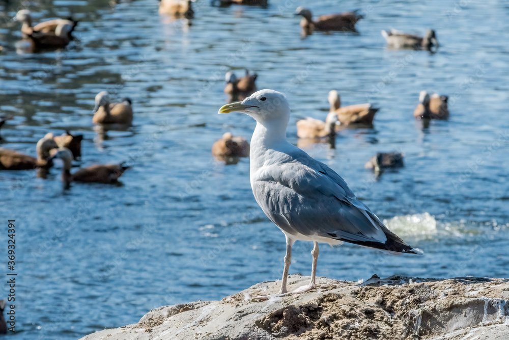 Herring Gull (Larus argentatus) in park, Russia Herring Gull (Larus argentatus) in park, Russia