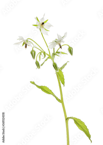 White borage flowers