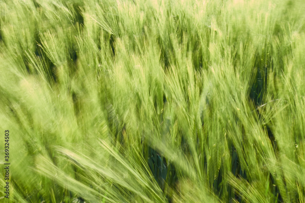 Green barley field (Hordeum vulgare) in bright day light, full frame. Germany, Swabian Alb. Green barley field (Hordeum vulgare) in bright day light, full frame. Germany, Swabian Alb.
