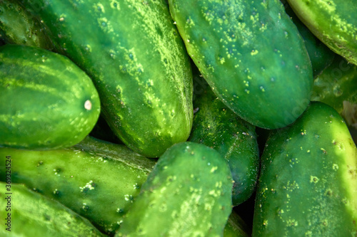 Blurred Texture background food vegetables ripe juicy cucumbers. Selective soft focus.