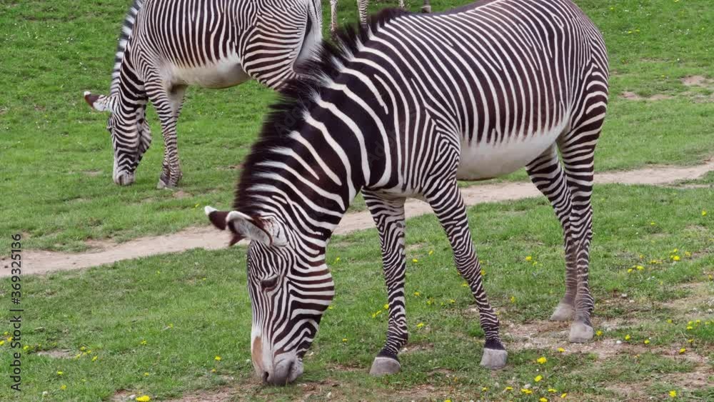 Herd of The Grevy's zebra (Equus grevyi) grazing on green grass. Herd of The Grevy's zebra (Equus grevyi) grazing on green grass.
