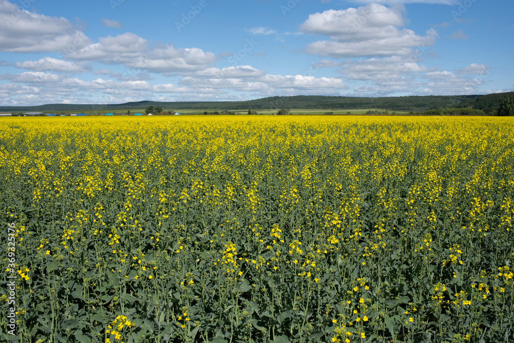 Rapeseed field with blue sky. Rapeseed field with blue sky.