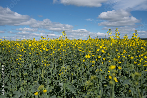 Rapeseed field with blue sky.