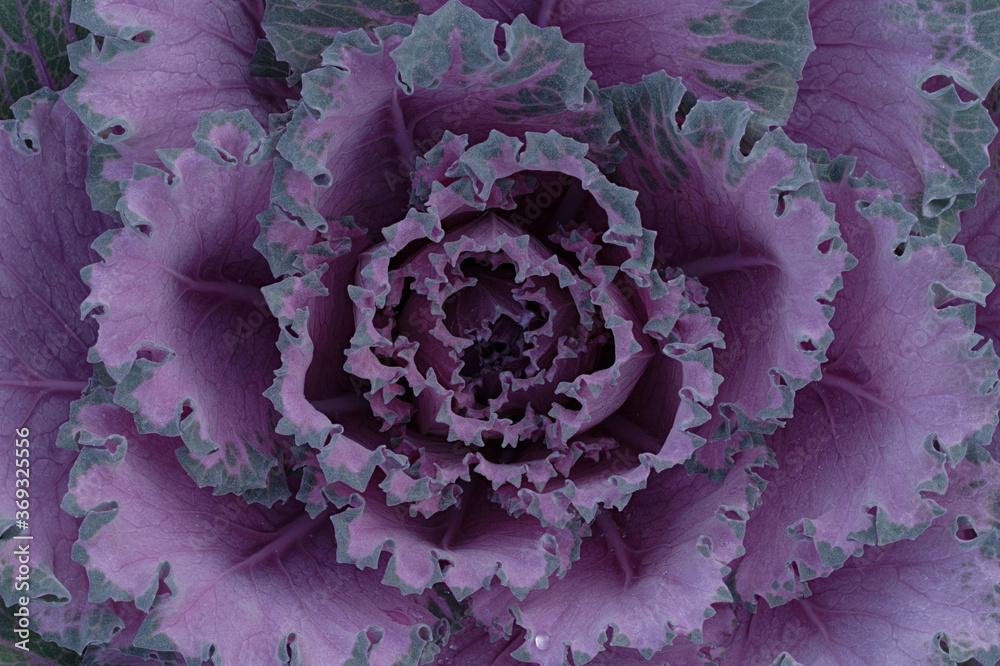 Obraz premium cabbage
