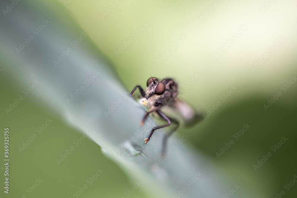 A robber fly with prey. A robber fly with prey.