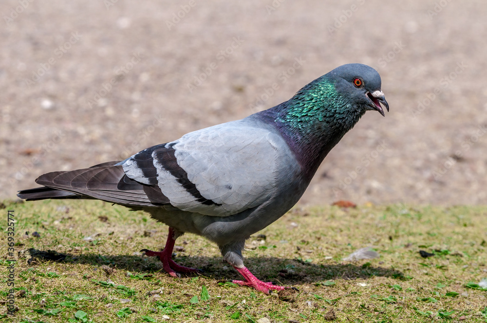 Rock Dove (Columba livia) in park, Moscow, Russia