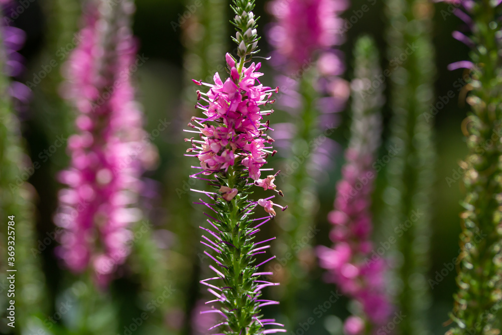 Macro view of bright pink spike speedwell (veronica) flowers blooming in a botanical garden Macro view of bright pink spike speedwell (veronica) flowers blooming in a botanical garden